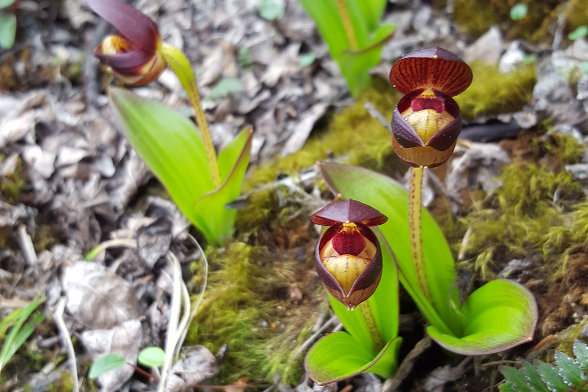 Cypripedium barrdolphianum | Foto de Zhang Yong