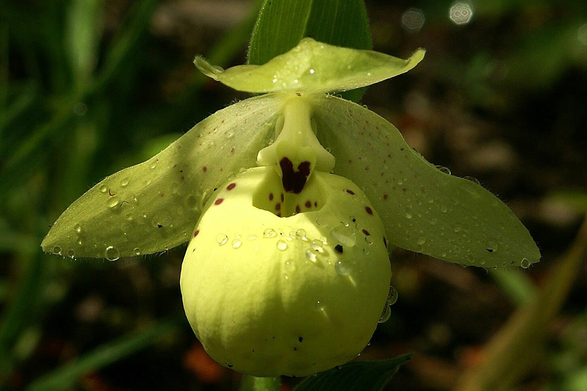 Cypripedium flavum | Foto de Zhang Yong