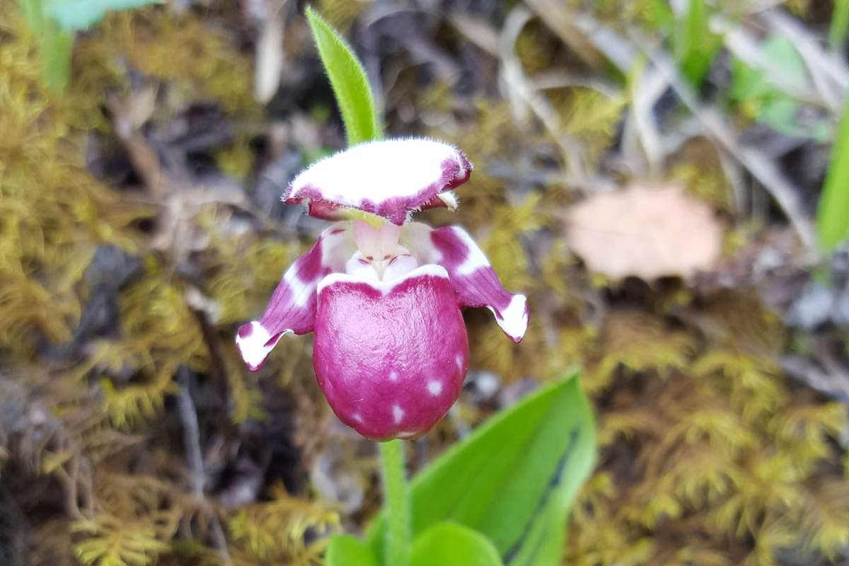 Cypripedium guttatum | Foto de Zhang Yong