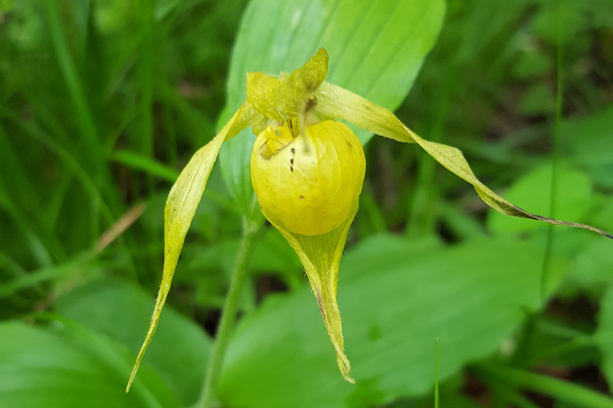 Cypripedium henryi | Foto de Zhang Yong