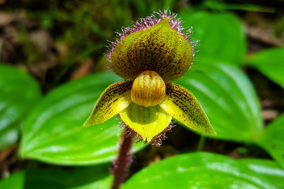 Cypripedium micranthum | Foto de Zhang Yong