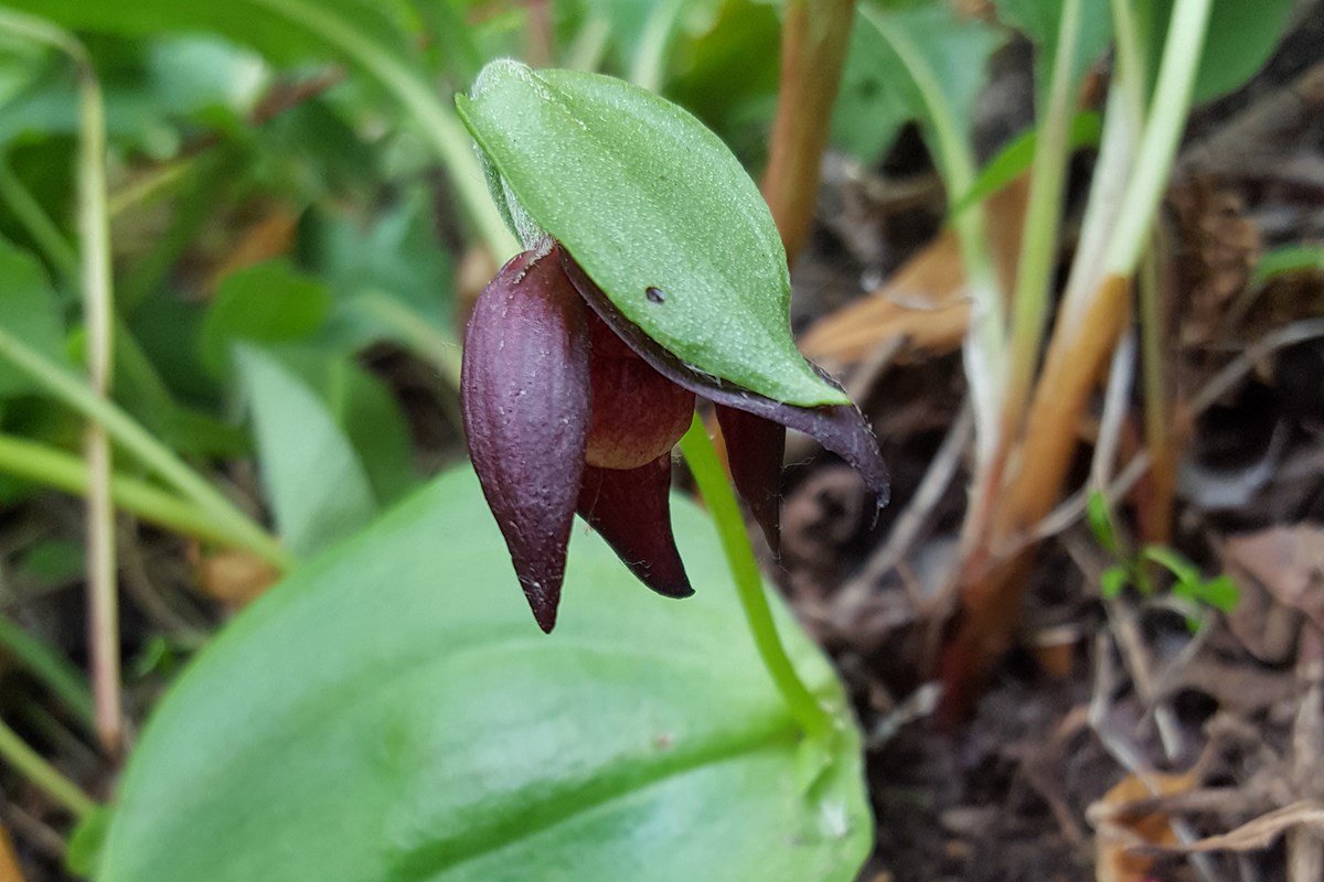 Cypripedium palangshanense | Foto de Zhang Yong