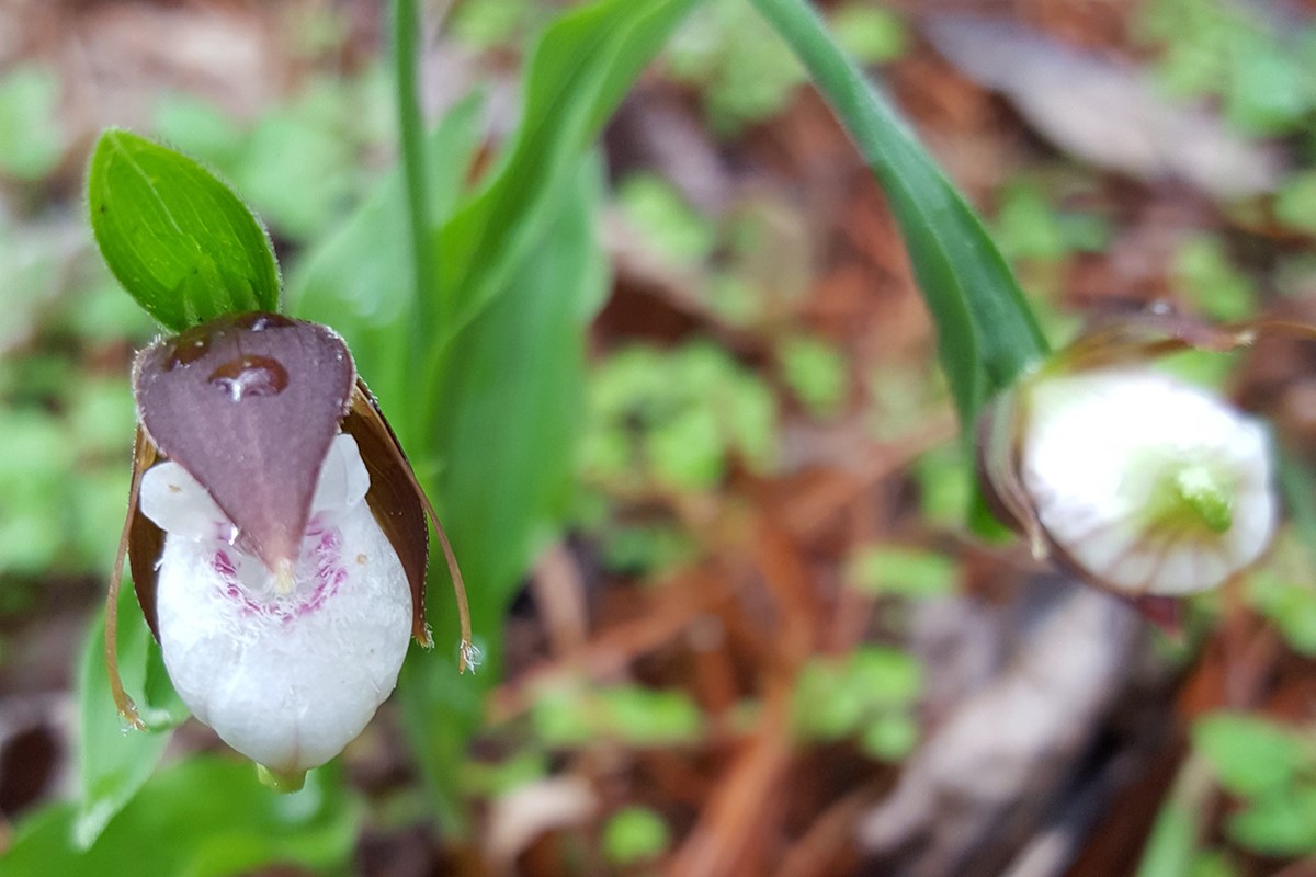 Cypripedium plectrochilum | Foto de Zhang Yong