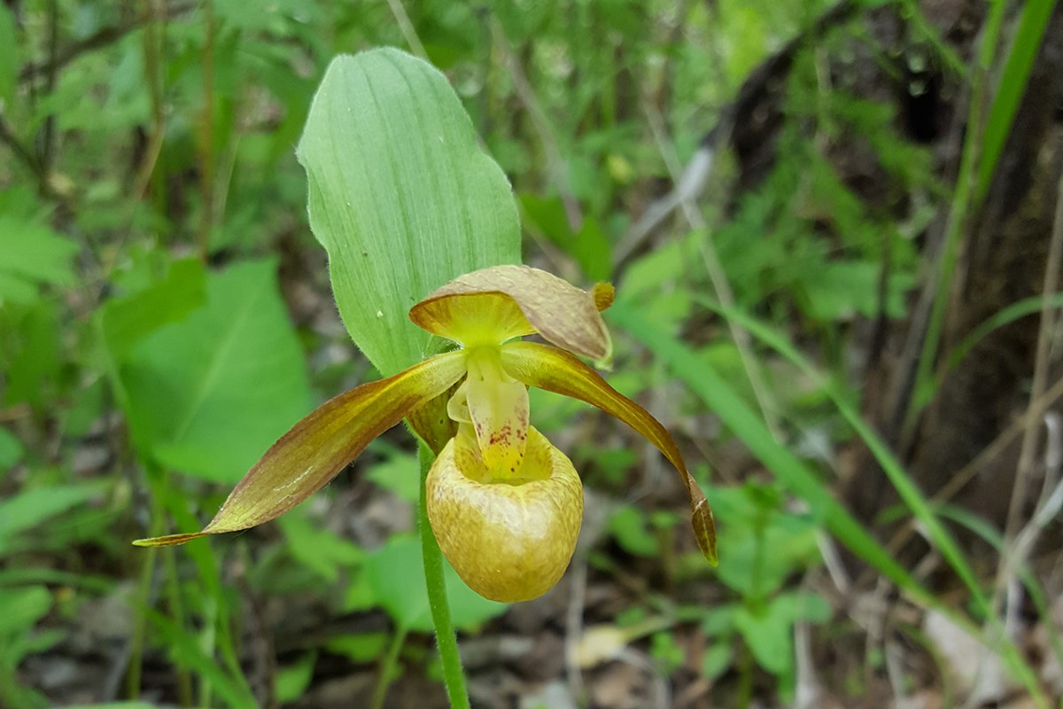 Cypripedium shanxiense | Foto de Zhang Yong