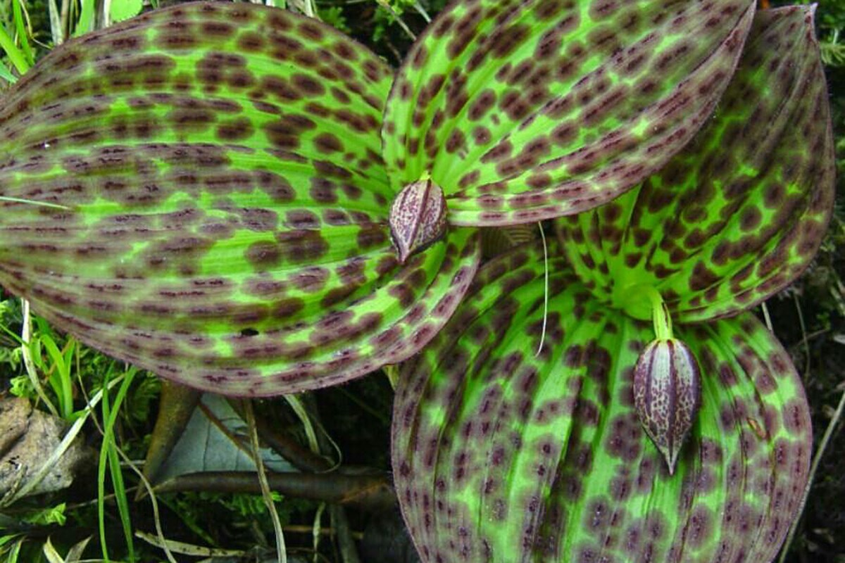 Cypripedium sichaunnense | Foto de Zhang Yong