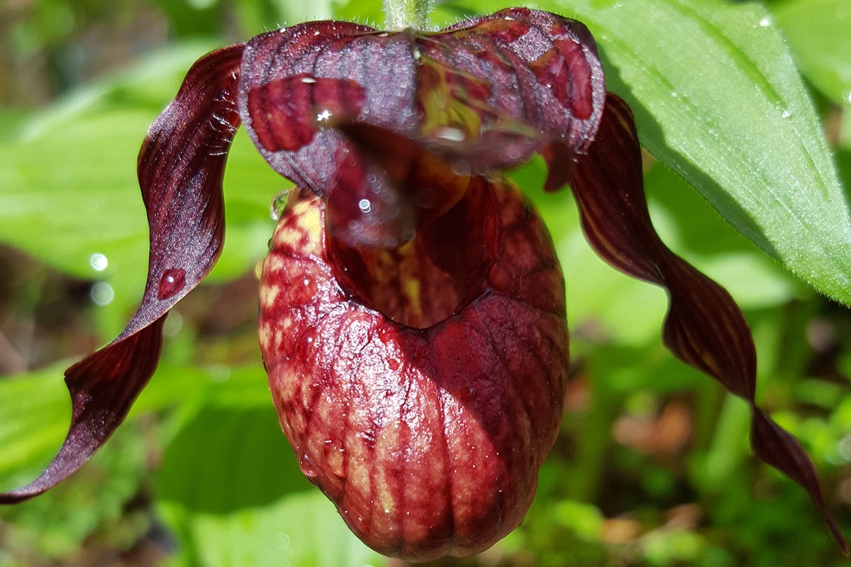 Cypripedium tibeticum | Foto de Zhang Yong