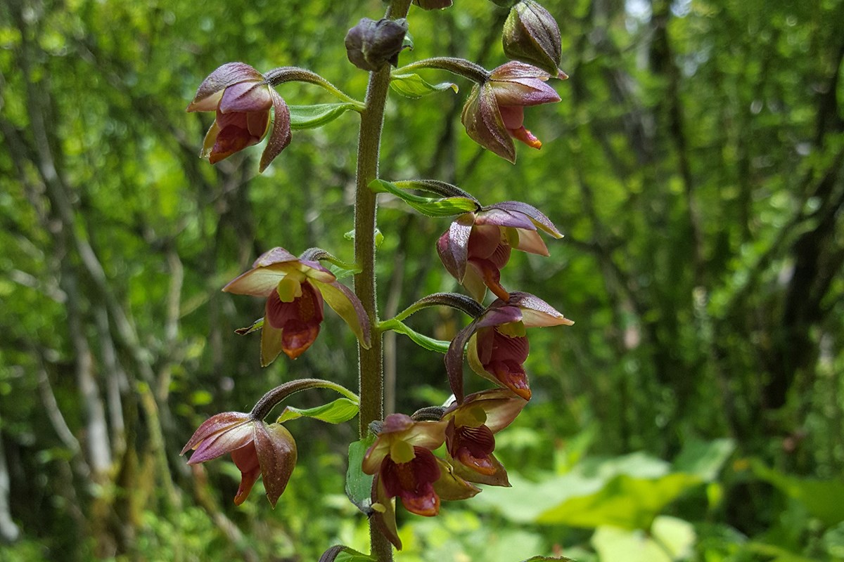 Epipactis mairei | Foto de Zhang Yong