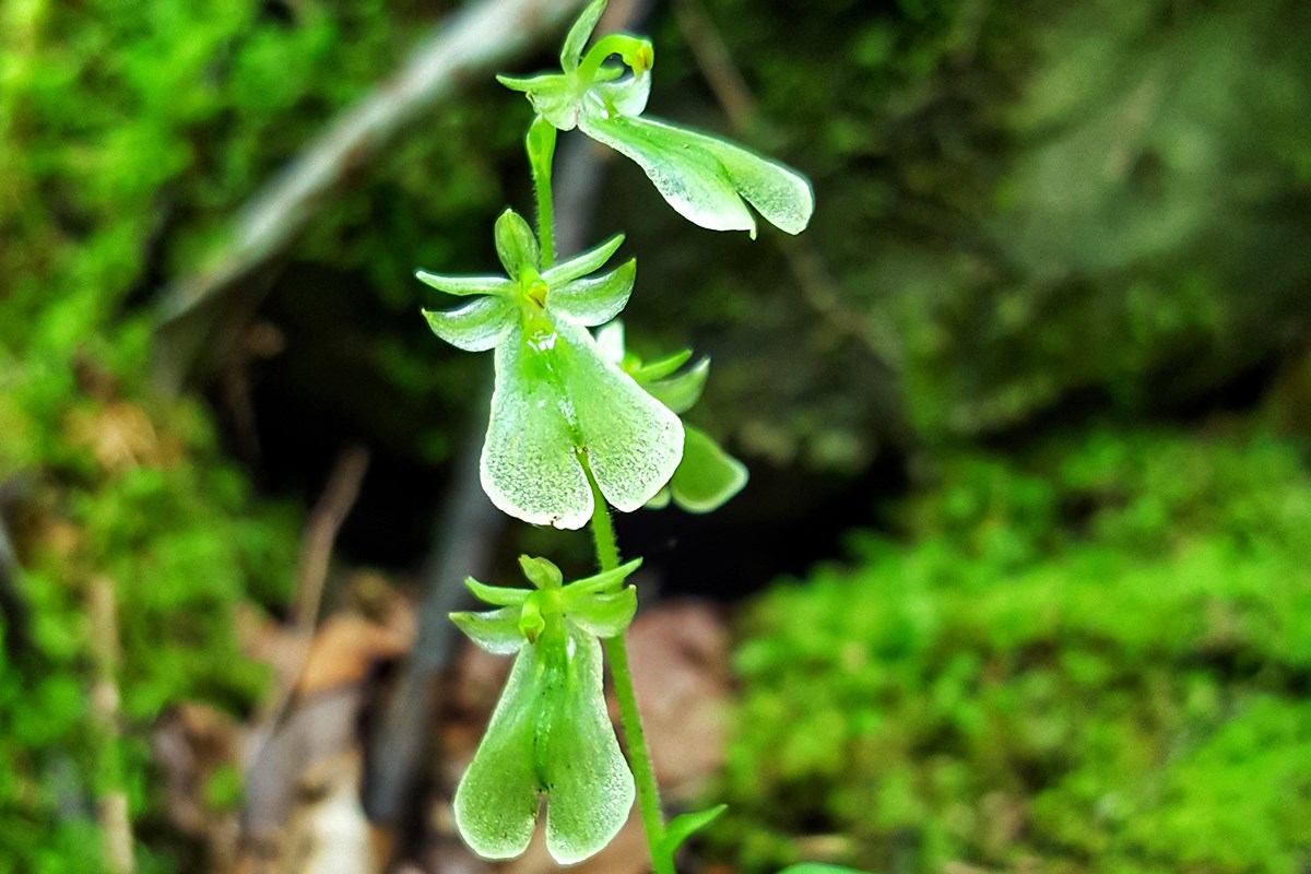 Listera Grandiflora | Foto de Zhang Yong