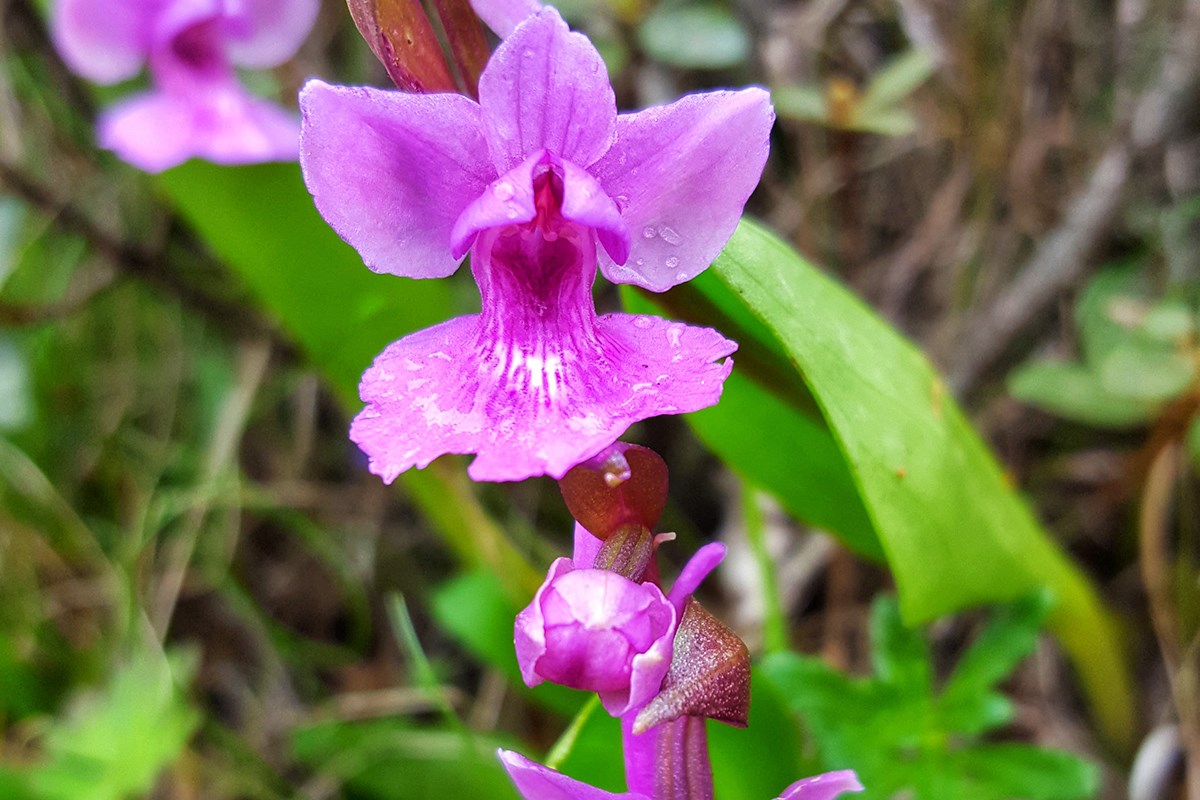Orchis chusua | Foto de Zhang Yong