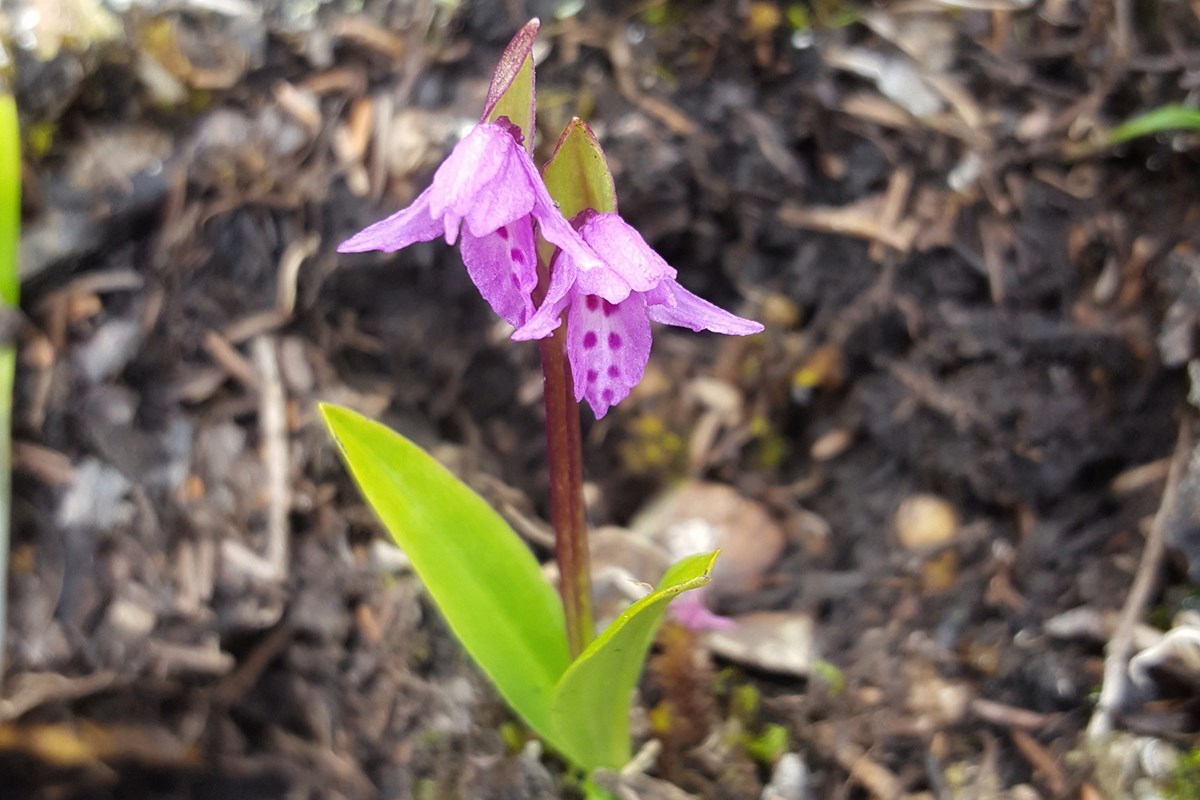 Orchis diantha | Foto de Zhang Yong