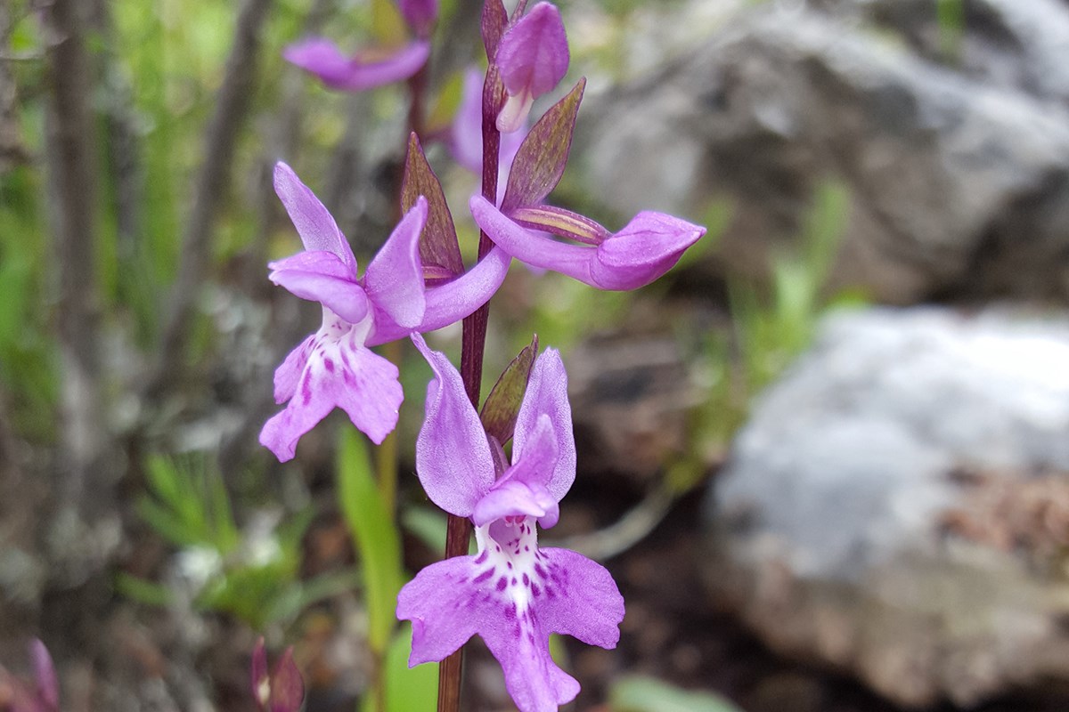 Orchis roborovskii | Foto de Zhang Yong
