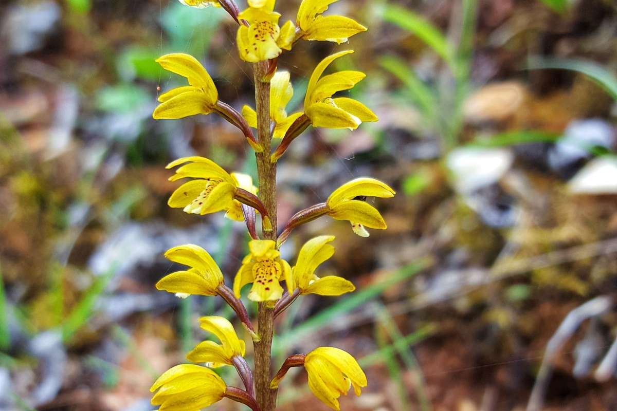 Oreorchis erythrochrysea | Foto de Zhang Yong