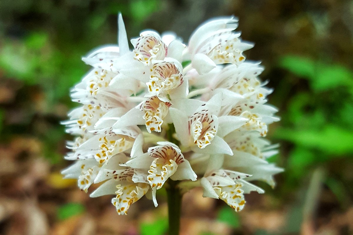 Oreorchis fargesii | Foto de Zhang Yong