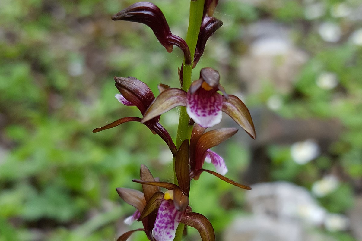 Oreorchis indica | Foto de Zhang Yong