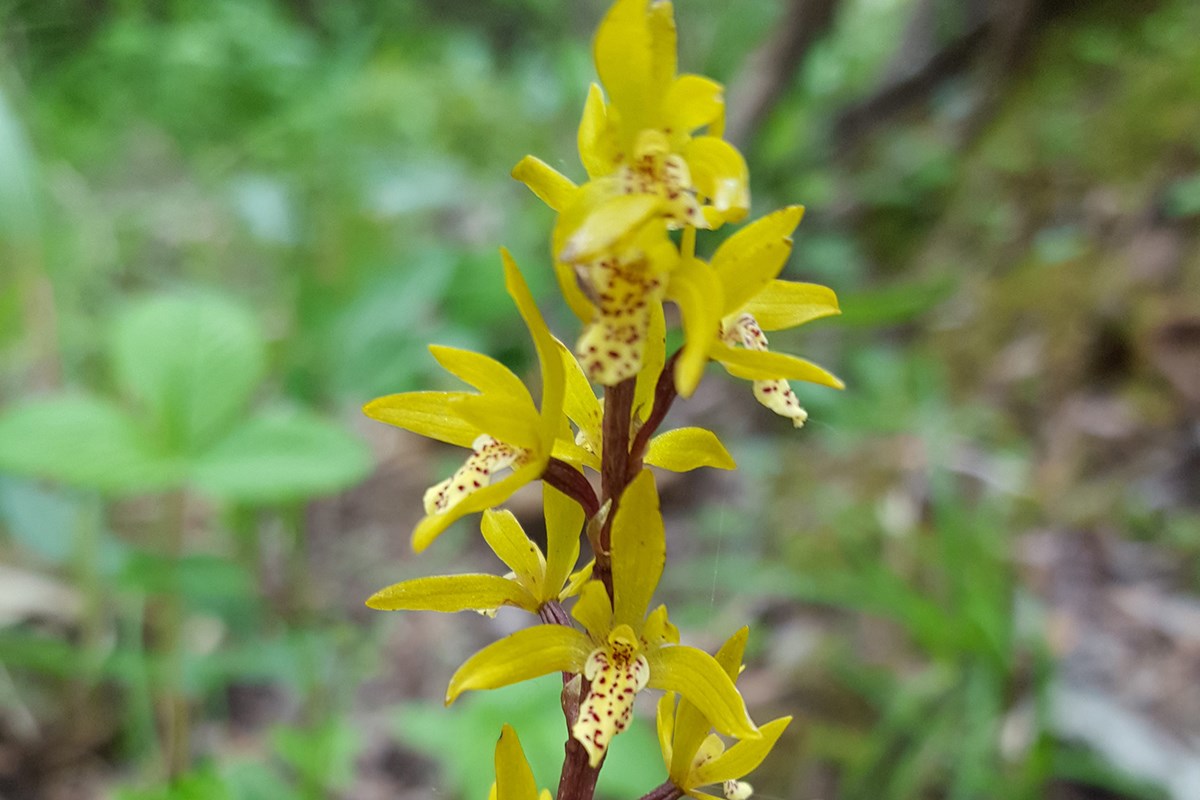 Oreorchis nana | Foto de Zhang Yong
