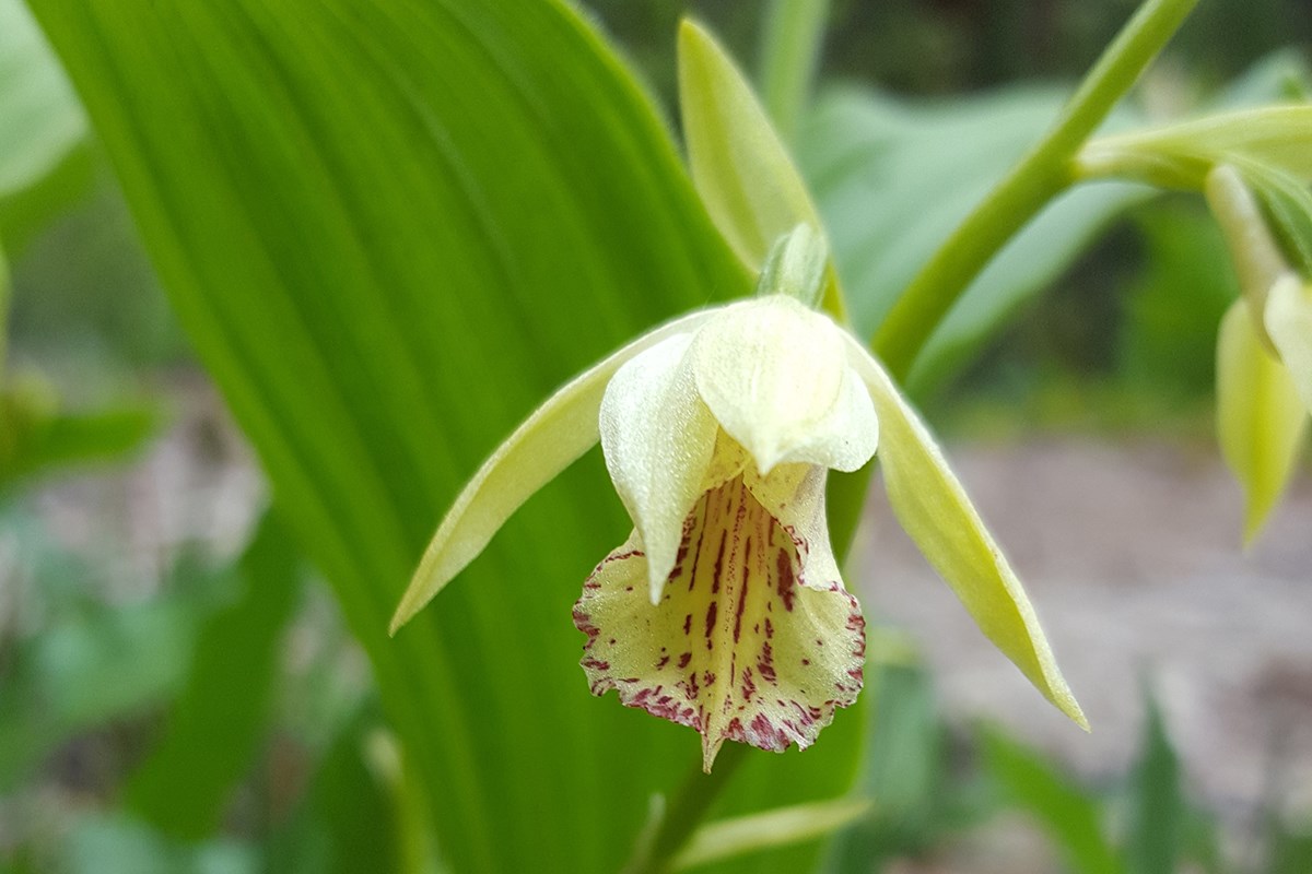 Phaius delavayi | Foto de Zhang Yong