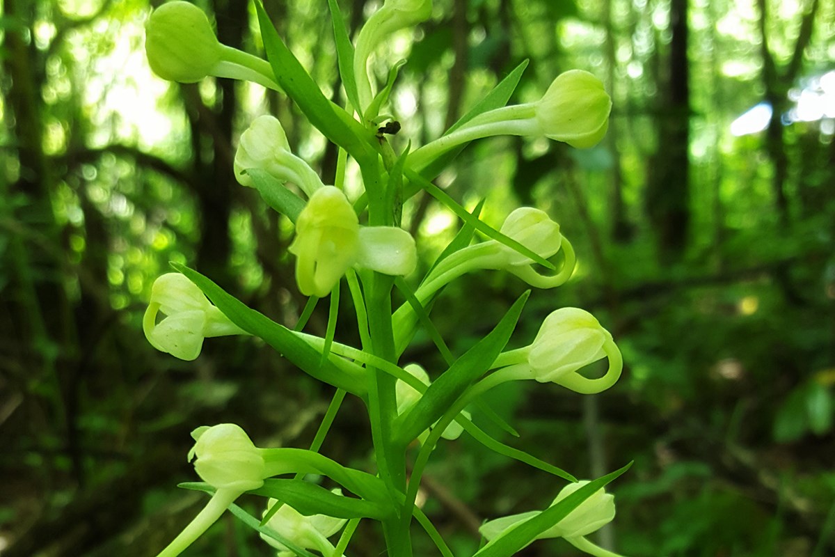 Platanthera japonica | Foto de Zhang Yong