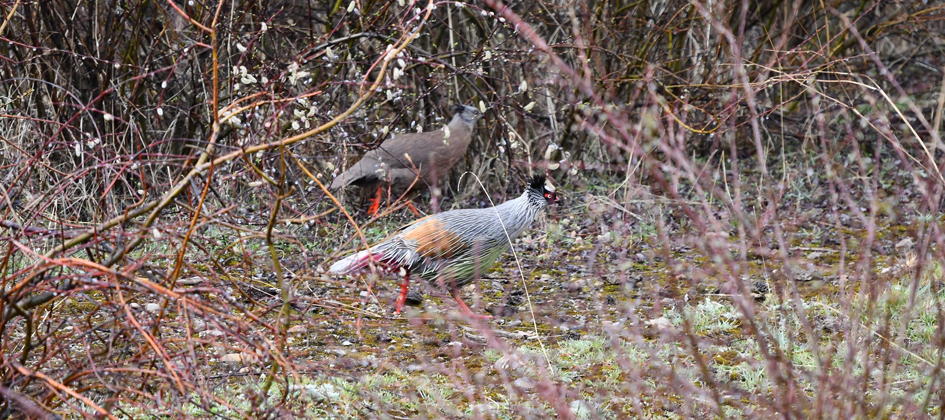 Birding and Wildlife Adventure Tour in Kham-Amdo