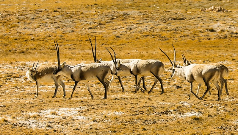 Tibetan Antelope