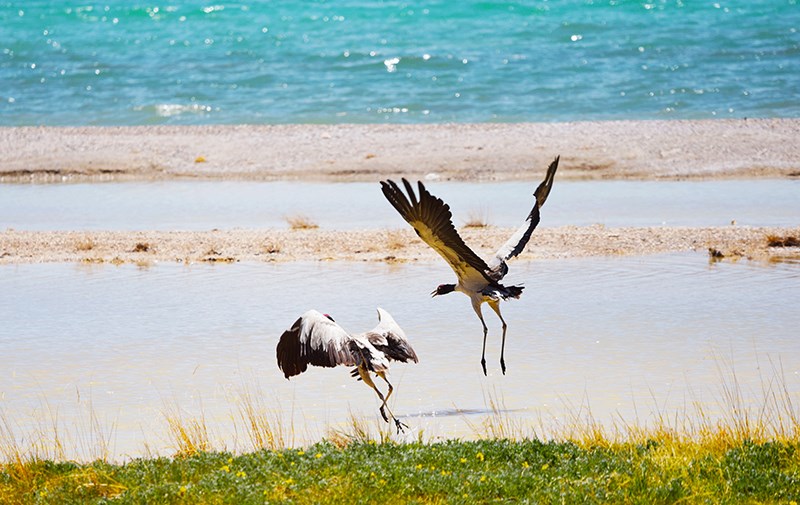 Black Necked Crane