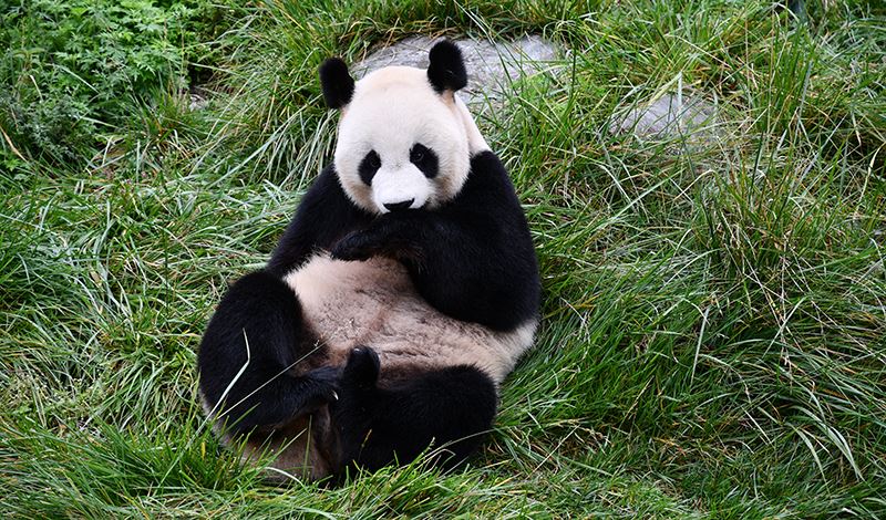 Pandas in Bifengxia