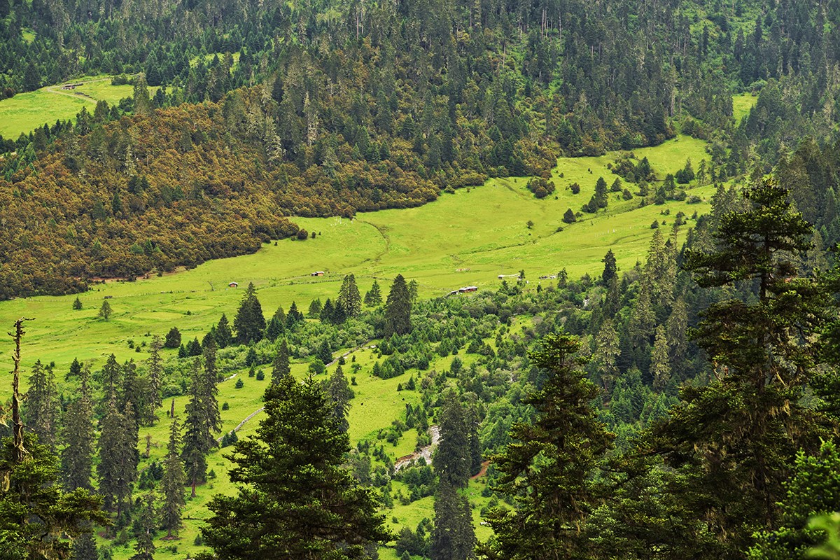 Lulang Forest | Foto de Liu Bin