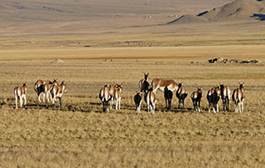 Abenteuerreise durch Nordtibet Qiangtang zum Kailash in Westtibet