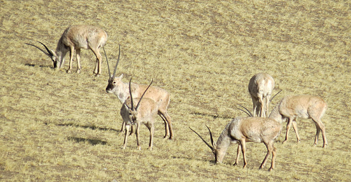 Tibetische Antilope in Nordtibet Qiangtang 