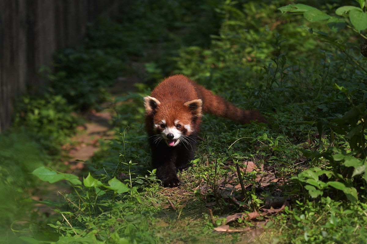 Red Panda in Chengdu | Foto de Liu Bin