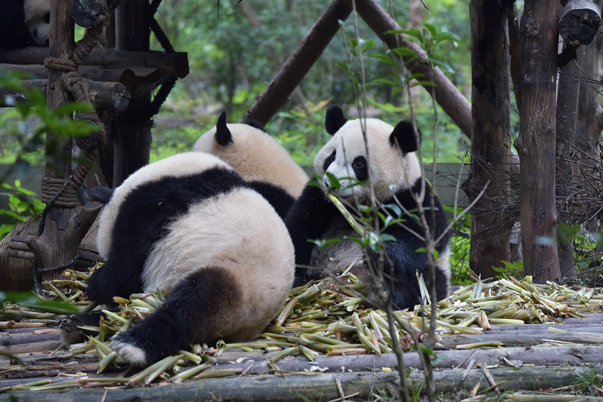 Giant Pandas in Chengdu | Foto de Liu Bin