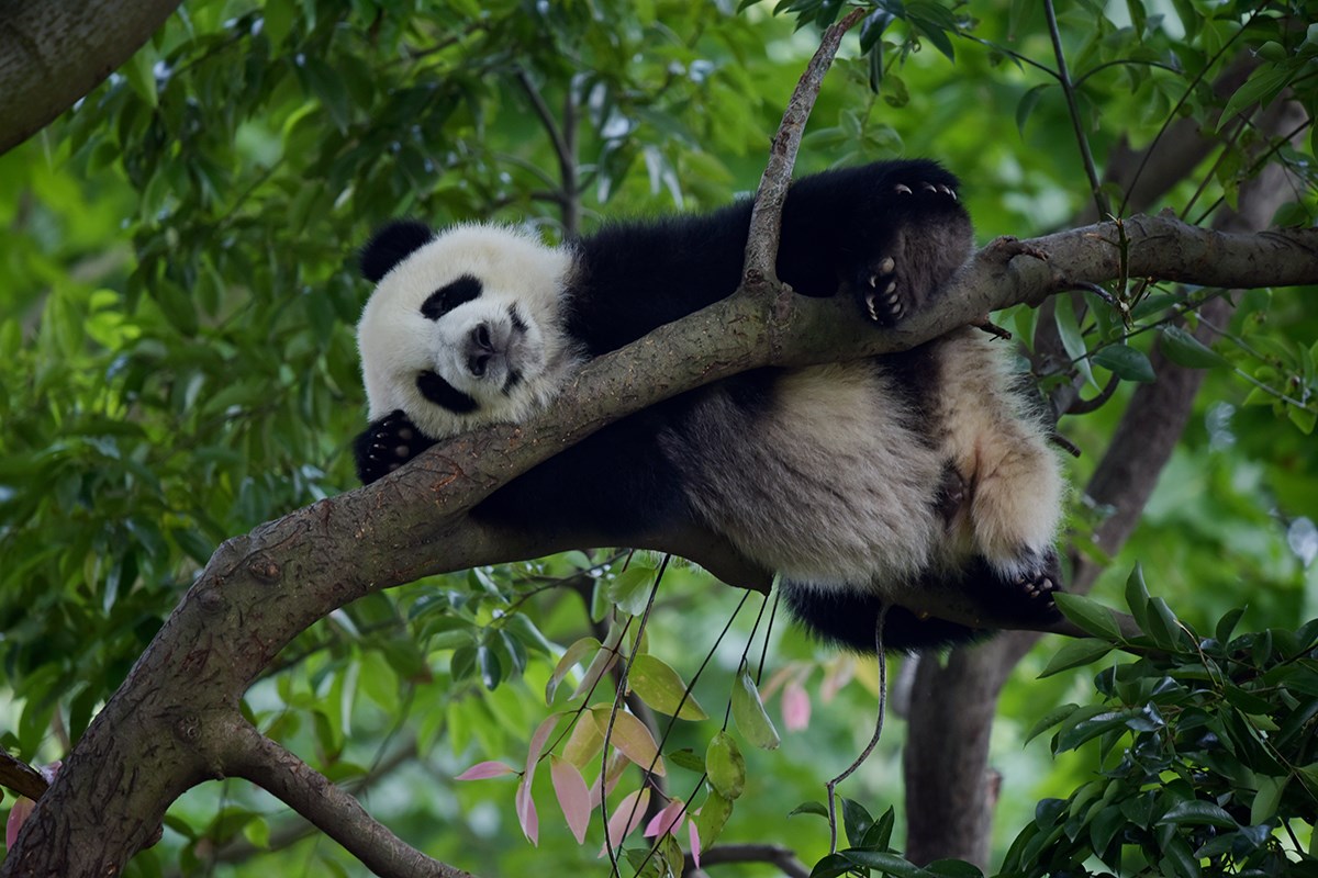 Giant Pandas in Chengdu | Foto de Liu Bin