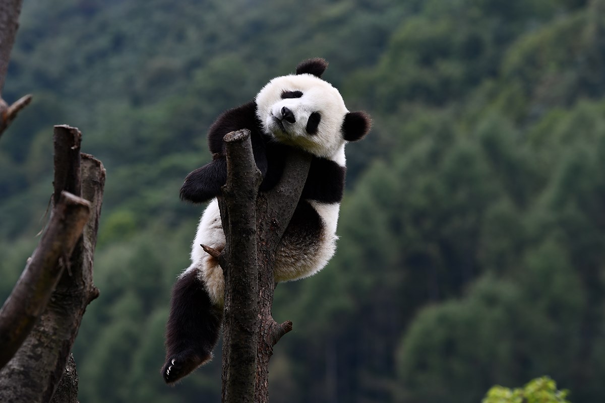 Pandas in Wolong | Foto de Liu Bin