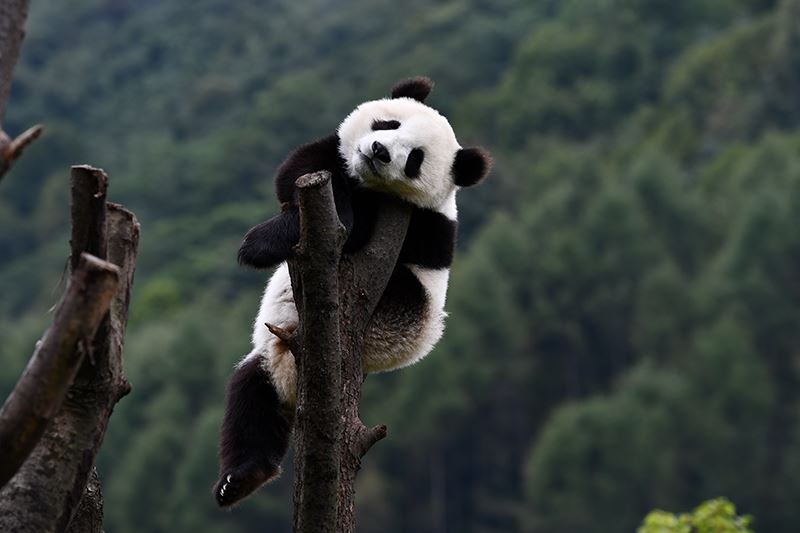 Pandas in Wolong