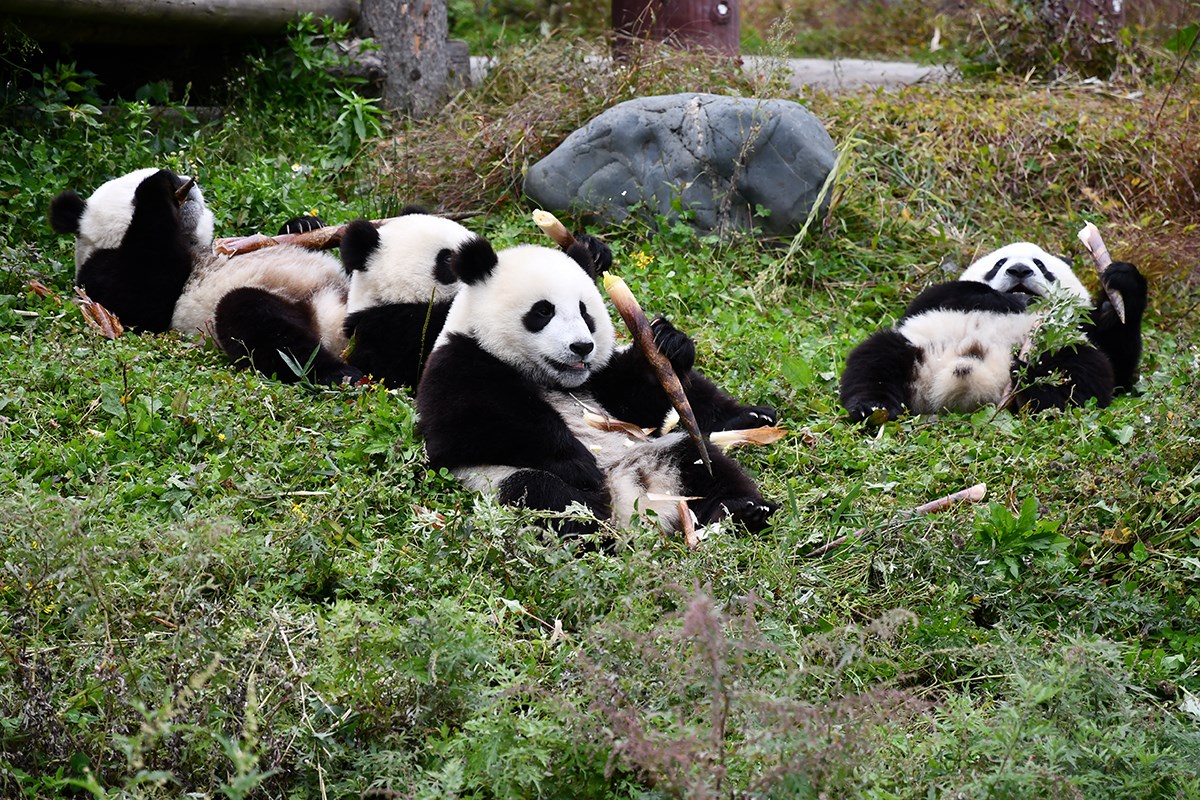Panda in Wolong | Foto de Liu Bin