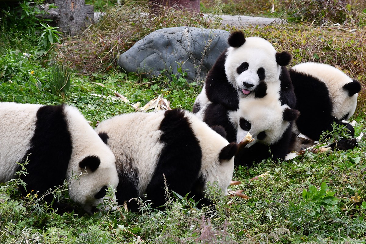Panda in Wolong | Foto de Liu Bin