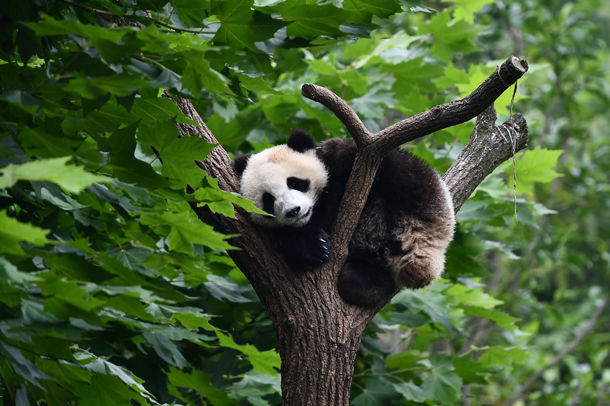 Panda in Dujiangyan | Foto de Liu Bin