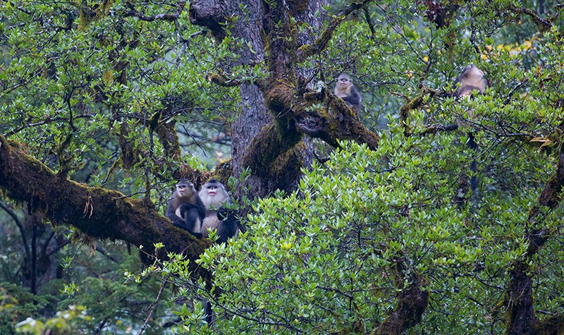 Snub Nosed Monkeys