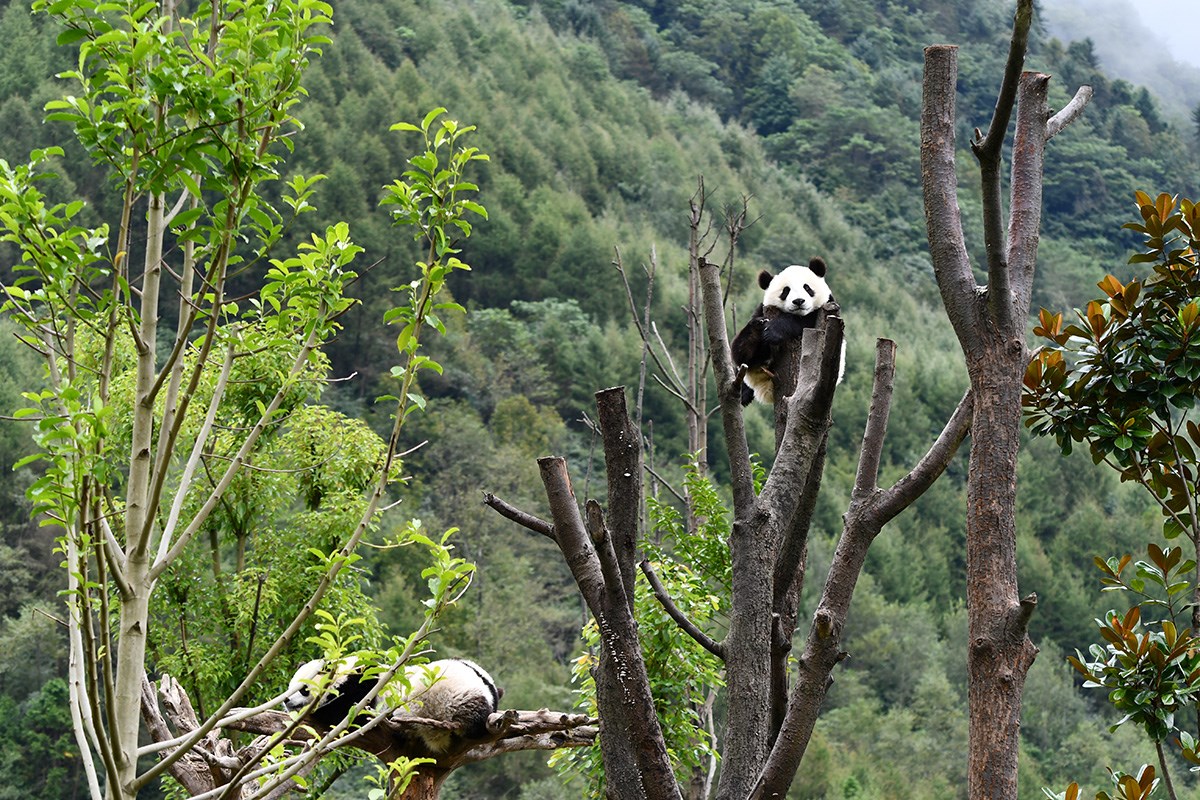Panda in Wolong | Foto de Liu Bin