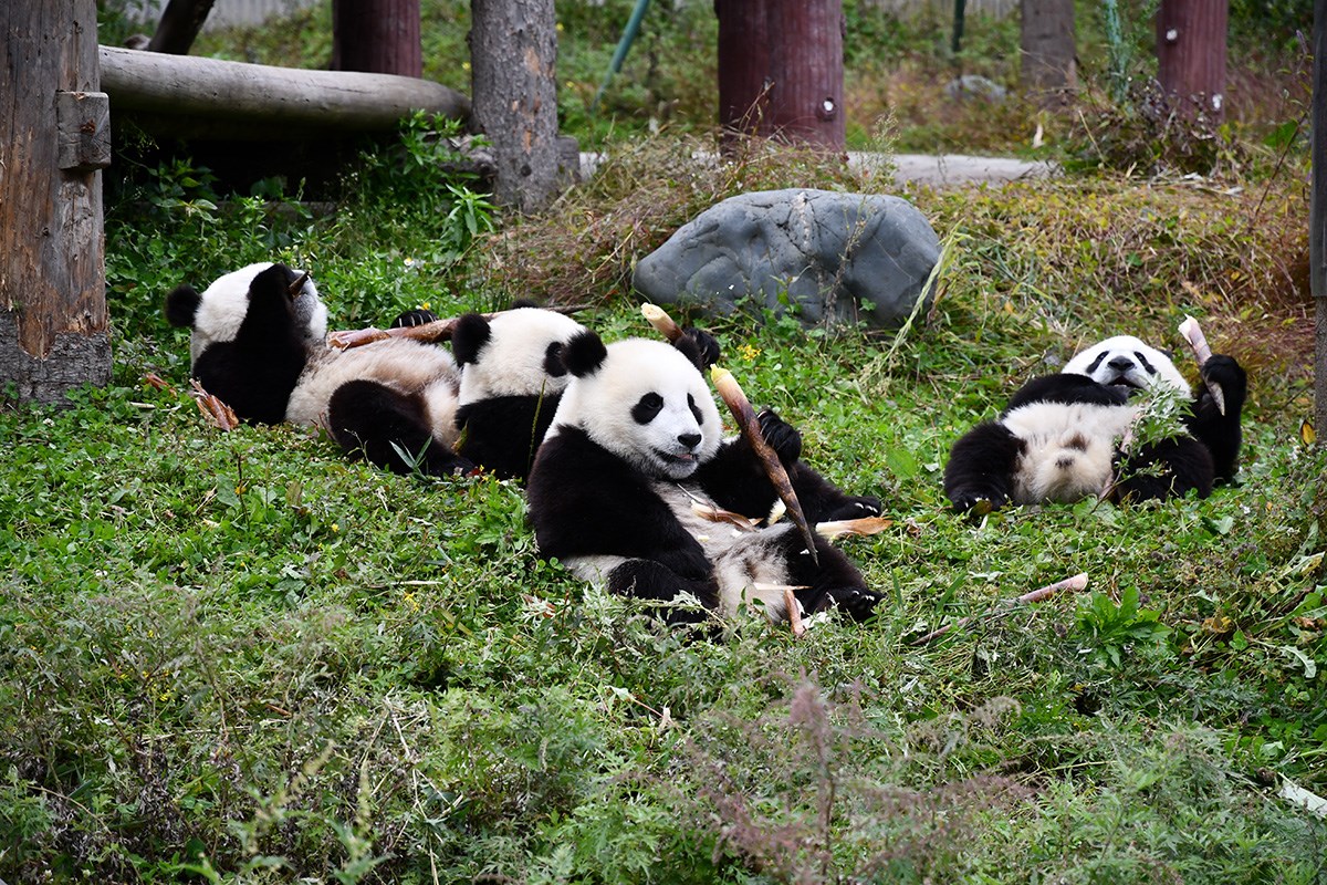 Panda in Wolong | Foto de Liu Bin