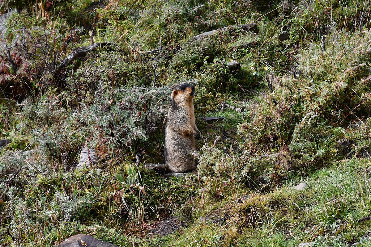 Marmot in Gongga Mountain | Foto de Liu Bin