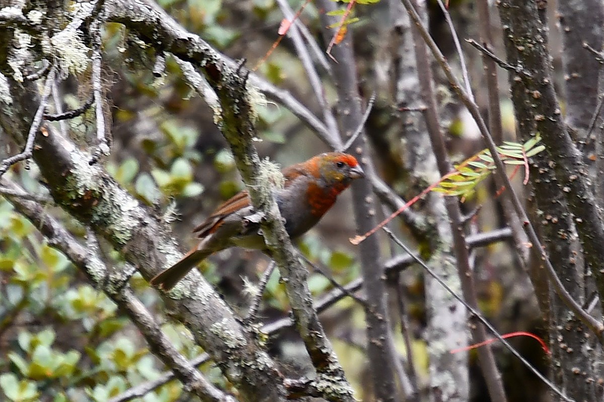 Red Browed Rosefinch | Foto de Liu Bin