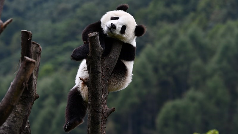 Pandas in Wolong