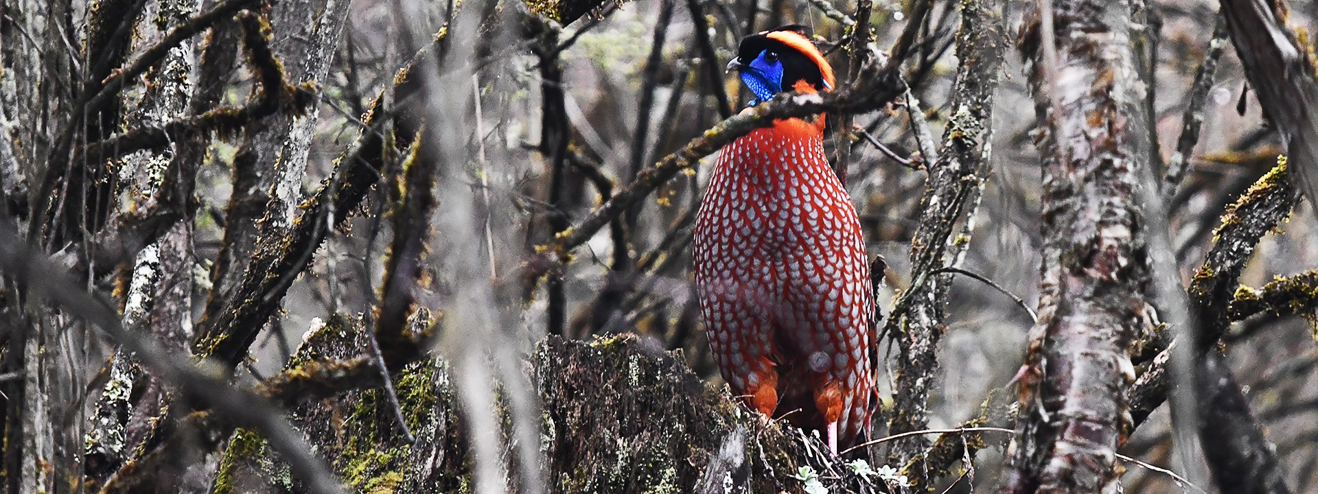 Observación de Aves y Vida Silvestre en la Meseta Qinghai-Tíbet